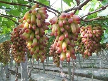 Manicure Finger Grape Fruit Seeds for Planting - Compact Variety for Small Gardens